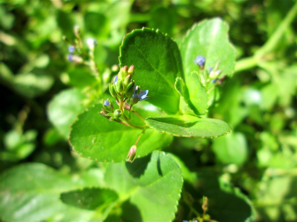 Bach-Ehrenpreis oder Bachbunge (Veronica beccabunga) am Schankenbrunnen am Halberg in Brebach-Fechingen