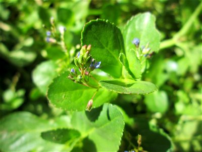 Bach-Ehrenpreis oder Bachbunge (Veronica beccabunga) am Schankenbrunnen am Halberg in Brebach-Fechingen