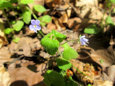Berg-Ehrenpreis (Veronica montana) am Markusbrunnen im Landschaftsschutzgebiet „Wisch- und Wogbachtal“ bei Fechingen