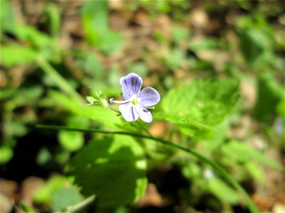 Berg-Ehrenpreis (Veronica montana) am Markusbrunnen im Landschaftsschutzgebiet „Wisch- und Wogbachtal“ bei Fechingen photo