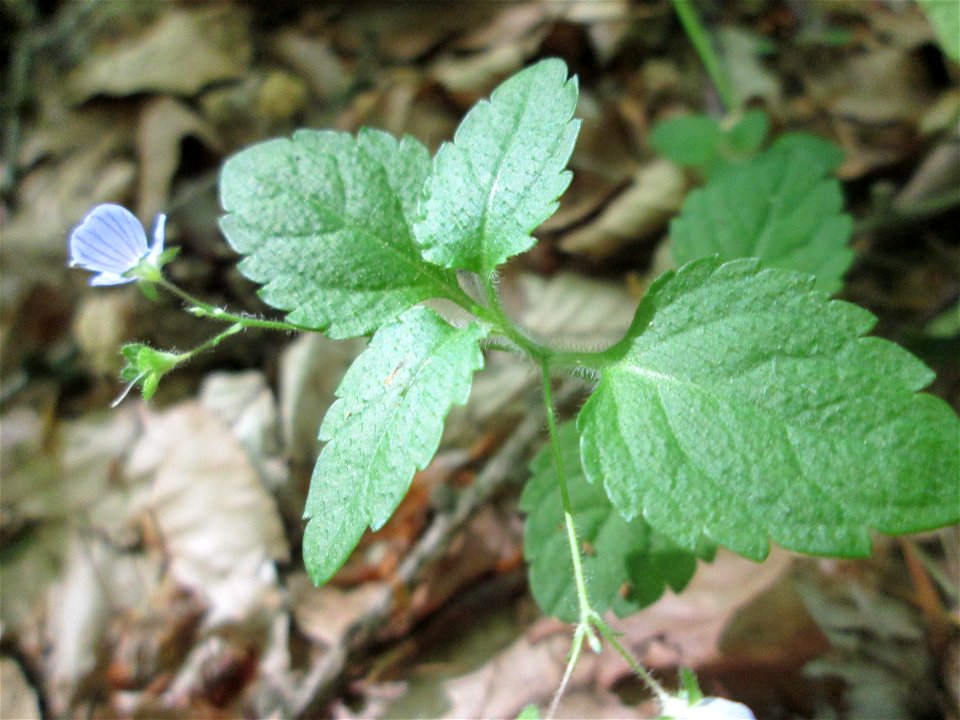 Berg-Ehrenpreis (Veronica montana) im Landschaftsschutzgebiet „Wisch- und Wogbachtal“ oberhalb von Fechingen