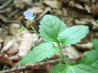 Bach-Ehrenpreis oder Bachbunge (Veronica beccabunga) im Landschaftsschutzgebiet „Wisch- und Wogbachtal“ oberhalb von Fechingen