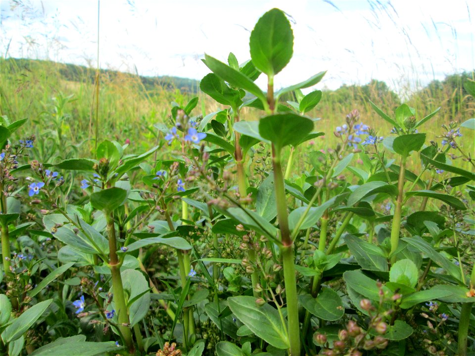 Bach-Ehrenpreis oder Bachbunge (Veronica beccabunga) im Naturschutzgebiet „Birzberg, Honigsack/Kappelberghang“