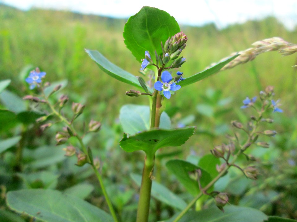 Bach-Ehrenpreis oder Bachbunge (Veronica beccabunga) im Naturschutzgebiet „Birzberg, Honigsack/Kappelberghang“