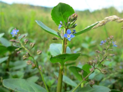 Bach-Ehrenpreis oder Bachbunge (Veronica beccabunga) im Naturschutzgebiet „Birzberg, Honigsack/Kappelberghang“