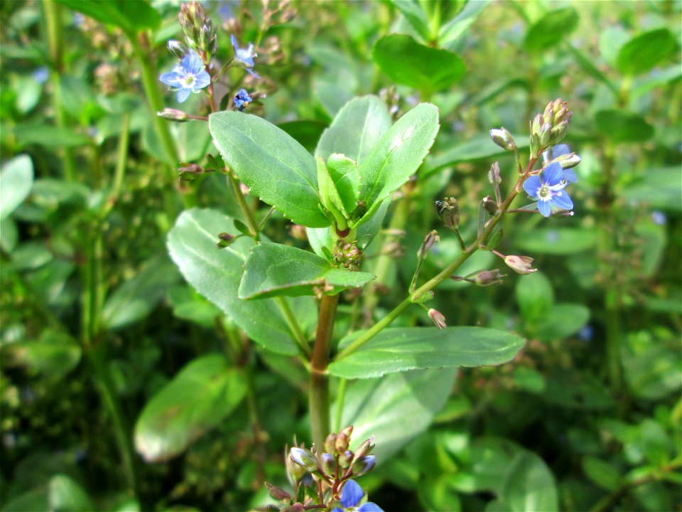 Bach-Ehrenpreis oder Bachbunge (Veronica beccabunga) im Naturschutzgebiet „Birzberg, Honigsack/Kappelberghang“