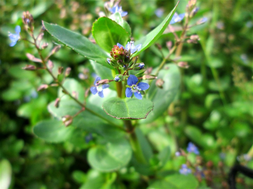 Bach-Ehrenpreis oder Bachbunge (Veronica beccabunga) im Naturschutzgebiet „Birzberg, Honigsack/Kappelberghang“