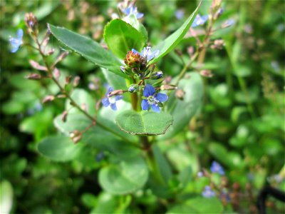 Bach-Ehrenpreis oder Bachbunge (Veronica beccabunga) im Naturschutzgebiet „Birzberg, Honigsack/Kappelberghang“