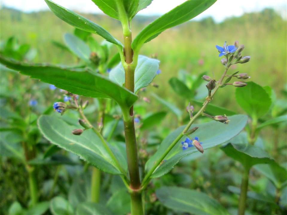 Bach-Ehrenpreis oder Bachbunge (Veronica beccabunga) im Naturschutzgebiet „Birzberg, Honigsack/Kappelberghang“