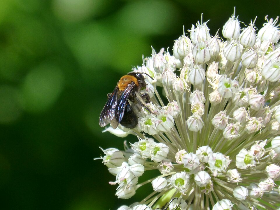 Foreground garlic flower pollen