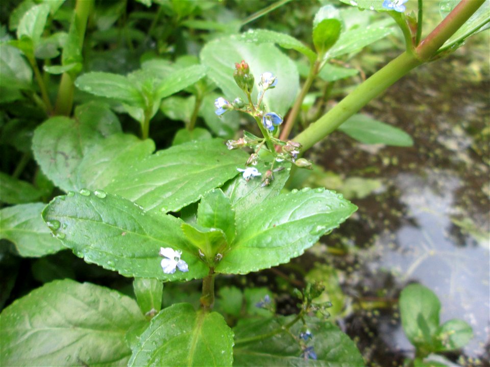 Bach-Ehrenpreis oder Bachbunge (Veronica beccabunga) am Schankenbrunnen im Landschaftschutzgebiet „Halberg“ in Saarbrücken