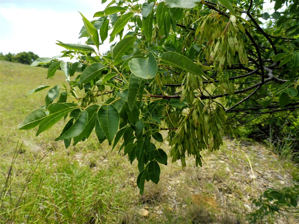 Fraxinus albicans, dry rocky prairie on south side of Fort Worth. In a small park east of Sycamore Creek, and north of Circle Drive. Tarrant County, Texas.