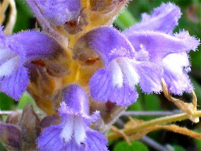 Orobanche ramosa subsp. mutelii close up Campo de Calatrava, Spain