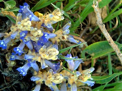 Orobanche ramosa, Parque Natural de las Lagunas de La Mata y Torrevieja, Torrevieja, Alicante, Spain