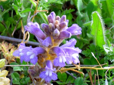 Orobanche ramosa subsp. mutelii habit Campo de Calatrava, Spain