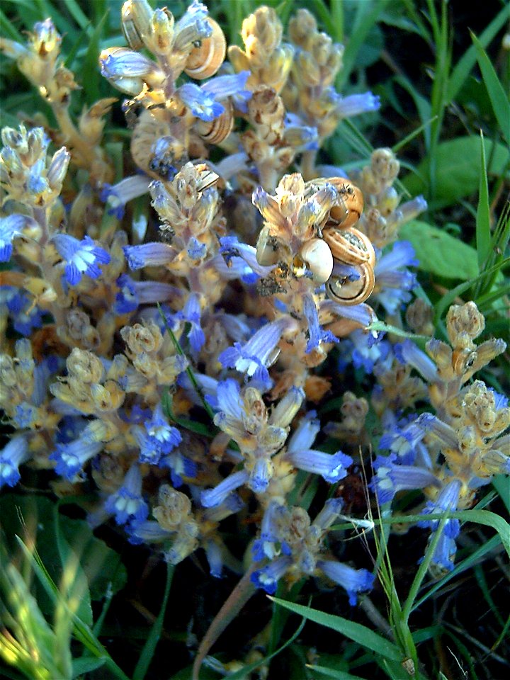 Orobanche ramosa, Parque Natural de las Lagunas de La Mata y Torrevieja, Torrevieja, Alicante, Spain