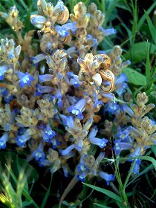 Orobanche ramosa, Parque Natural de las Lagunas de La Mata y Torrevieja, Torrevieja, Alicante, Spain