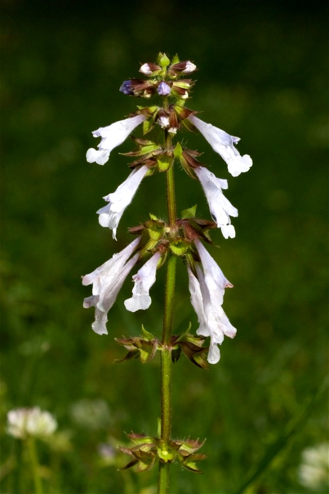 Lyre-leaf sage (Salvia lyrata) in Shelby Park, Nashville, Tennessee