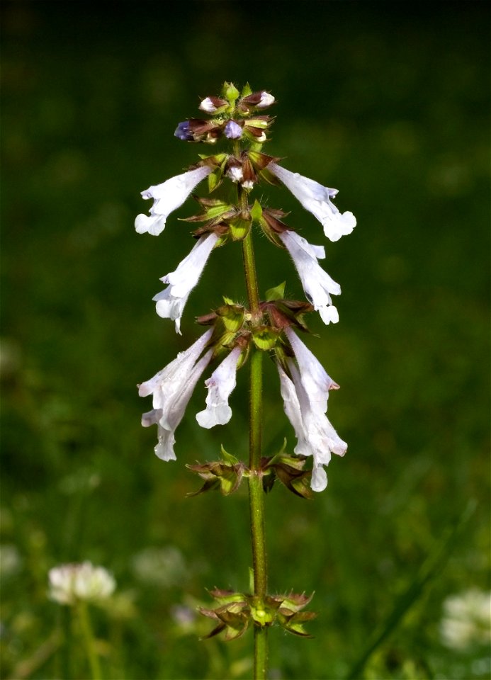 Lyre-leaf sage (Salvia lyrata) in Shelby Park, Nashville, Tennessee