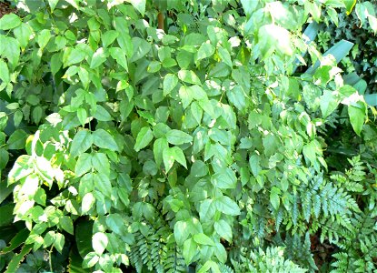 Halleria lucida - foliage