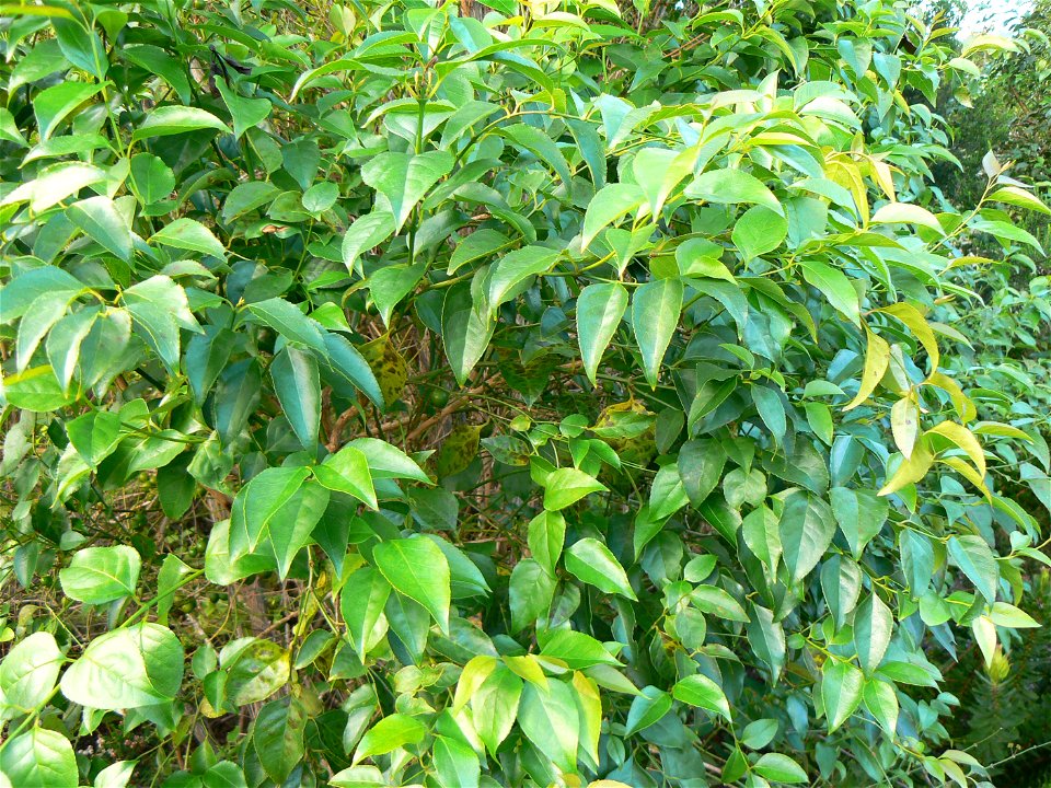 Halleria lucida - foliage