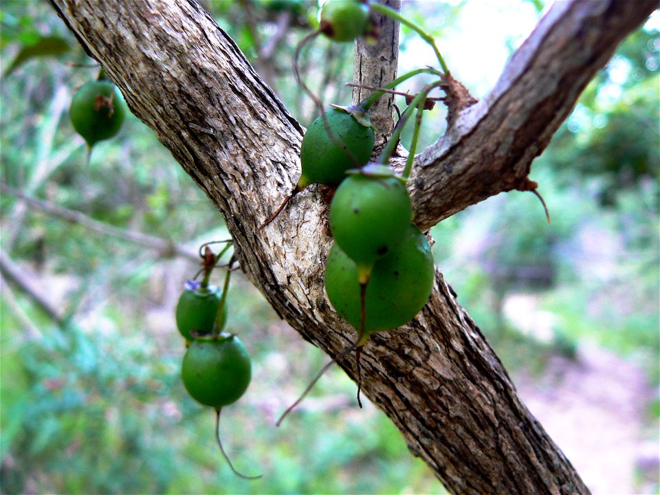 Halleria lucida produces its flowers and fruits not from the tips of its branches, but from its trunk.