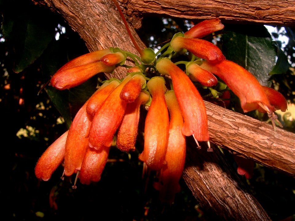 Halleria lucida flowers. Cape Town.