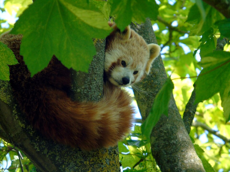 Mammal wildlife asian