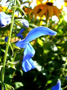 I am the originator of this photo. I hold the copyright. I release it to the public domain. This photo depicts a flower of Salvia patens.