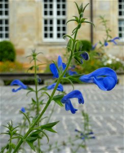 Der Mexikanische Salbei (salvia patens)
