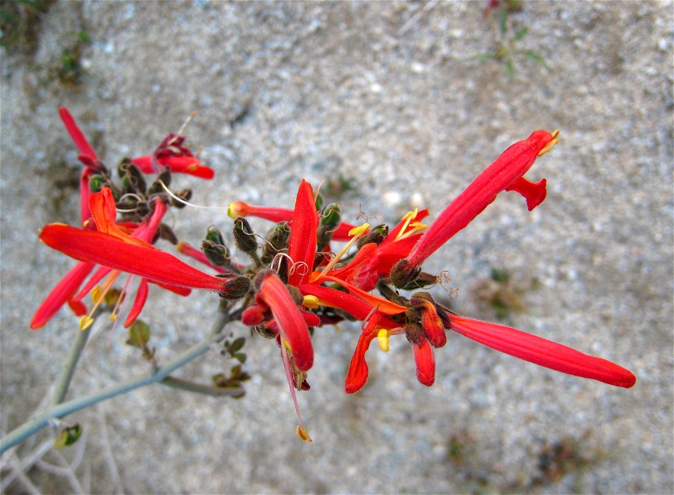Red flowers of the hummingbird bush Justicia californica, photographed at Anza-Borrego Desert State Park, CA.  It looks like there may be a small crab spider hiding in the central flower in the bottom