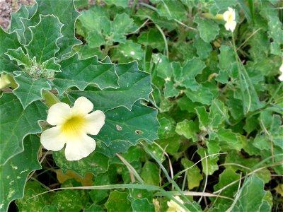யானை நெருஞ்சில்  
Botanical name - Pedalium murex
Common name - Large Caltrops
Famine food ;ecoction of the fruits was mentioned to be effective as demulcent, diuretic, antispasmodic and aphrodisiac. 