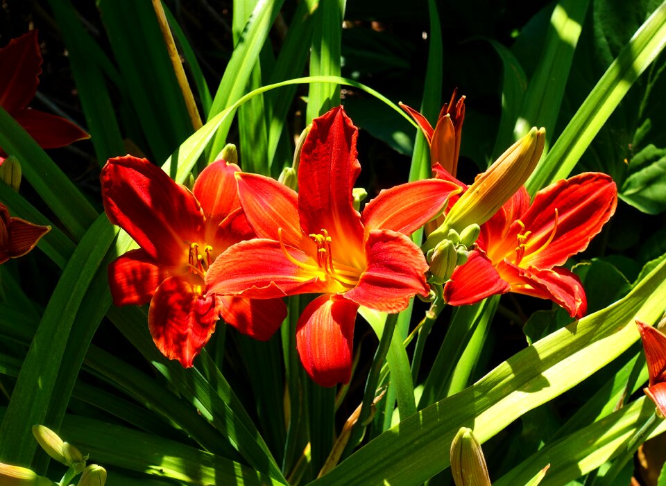 Lilies summer fiery