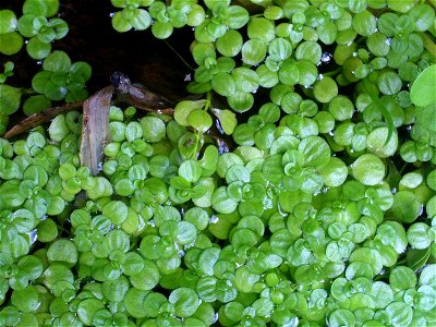 Callitriche stagnalis — San Lorenzo spring, Sierra Madrona, Spain.