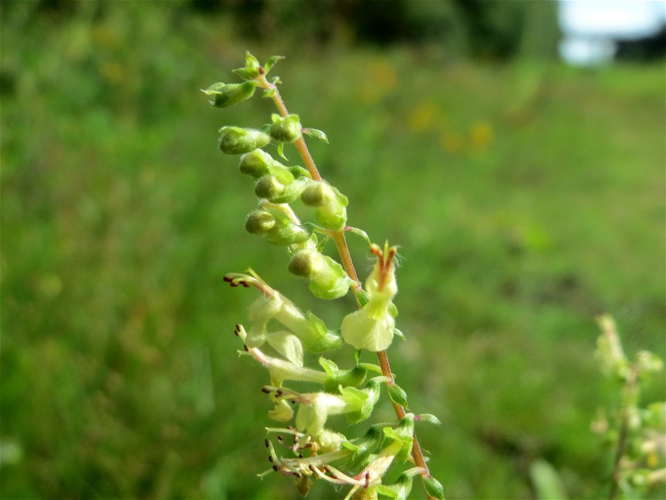 Salbei-Gamander (Teucrium scorodonia) im Schwetzinger Hardt - an der Bahnstrecke Mannheim-Karlsruhe findet sich ein kleines Sandmagerrasen-Biotop mit typischer Binnendünen-Vegetation