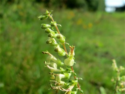 Salbei-Gamander (Teucrium scorodonia) im Schwetzinger Hardt - an der Bahnstrecke Mannheim-Karlsruhe findet sich ein kleines Sandmagerrasen-Biotop mit typischer Binnendünen-Vegetation