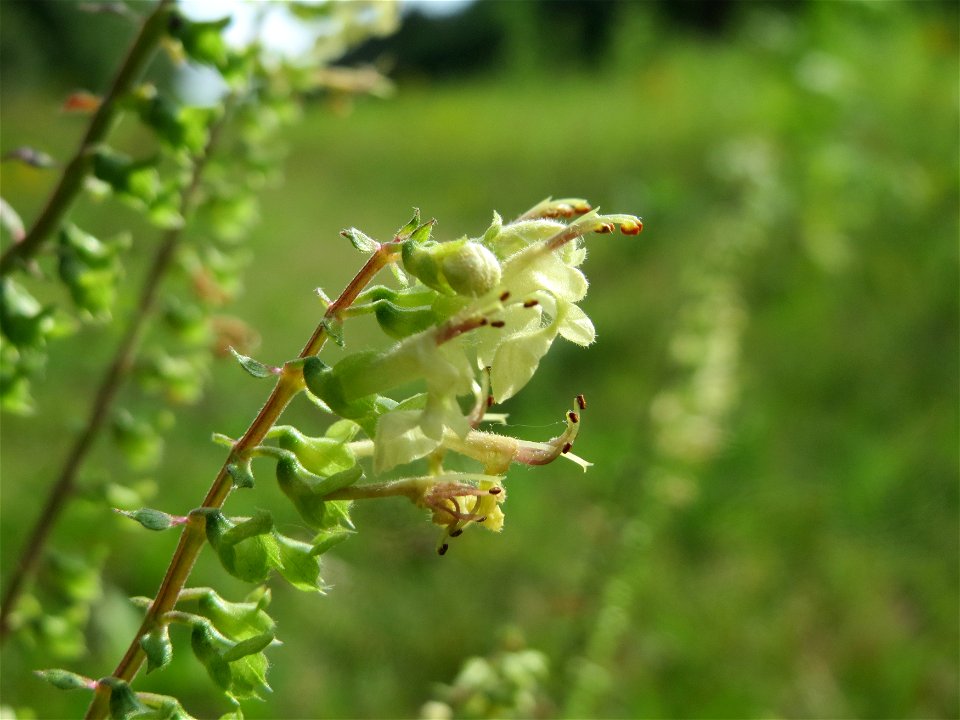 Salbei-Gamander (Teucrium scorodonia) im Schwetzinger Hardt - an der Bahnstrecke Mannheim-Karlsruhe findet sich ein kleines Sandmagerrasen-Biotop mit typischer Binnendünen-Vegetation