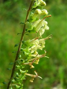 Salbei-Gamander (Teucrium scorodonia) im Schwetzinger Hardt - an der Bahnstrecke Mannheim-Karlsruhe findet sich ein kleines Sandmagerrasen-Biotop mit typischer Binnendünen-Vegetation