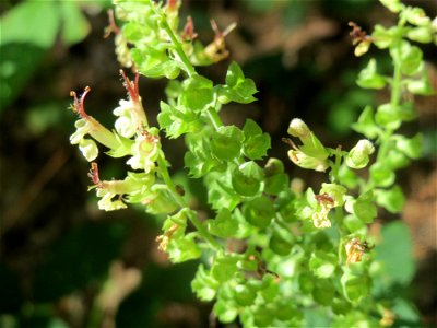Salbei-Gamander (Teucrium scorodonia) beim Wildpark Saarbrücken (St. Johanner Stadtwald)