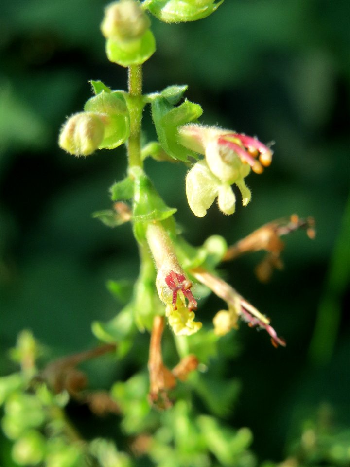 Salbei-Gamander (Teucrium scorodonia) im Schwetzinger Hardt