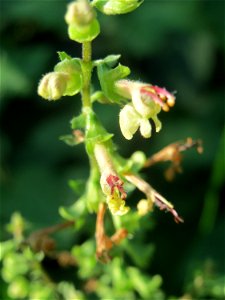Salbei-Gamander (Teucrium scorodonia) im Schwetzinger Hardt