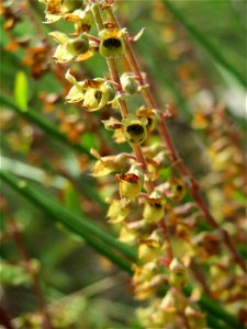 Salbei-Gamander (Teucrium scorodonia) im Schwetzinger Hardt