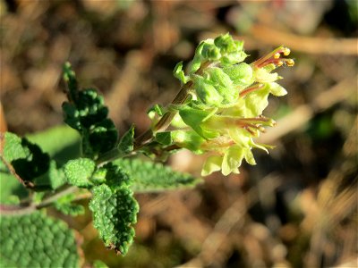 Salbei-Gamander (Teucrium scorodonia) auf einer Rodungsfläche zwischen B36 und L722 im Schwetzinger Hardt