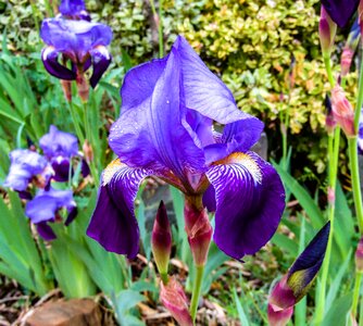 Nature petal outdoors