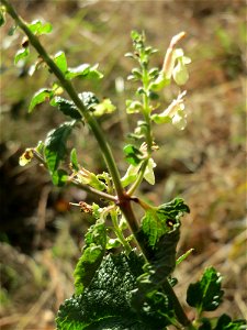 Salbei-Gamander (Teucrium scorodonia) auf einer Rodungsfläche zwischen B36 und L722 im Schwetzinger Hardt