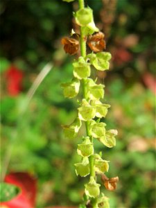 Salbei-Gamander (Teucrium scorodonia) im Schwetzinger Hardt - an der Bahnstrecke Mannheim-Karlsruhe findet sich ein kleines Sandmagerrasen-Biotop mit typischer Binnendünen-Vegetation
