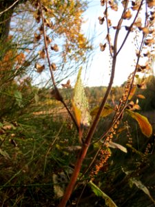 Salbei-Gamander (Teucrium scorodonia) im Naturschutzgebiet Zugmantel-Bandholz