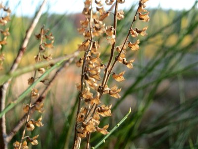 Salbei-Gamander (Teucrium scorodonia) im Naturschutzgebiet Zugmantel-Bandholz