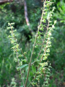 Salbei-Gamander (Teucrium scorodonia) am Hockenheimer Baggersee in der Schwetzinger Hardt