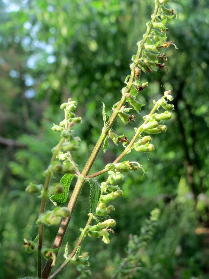 Salbei-Gamander (Teucrium scorodonia) am Hockenheimer Baggersee in der Schwetzinger Hardt